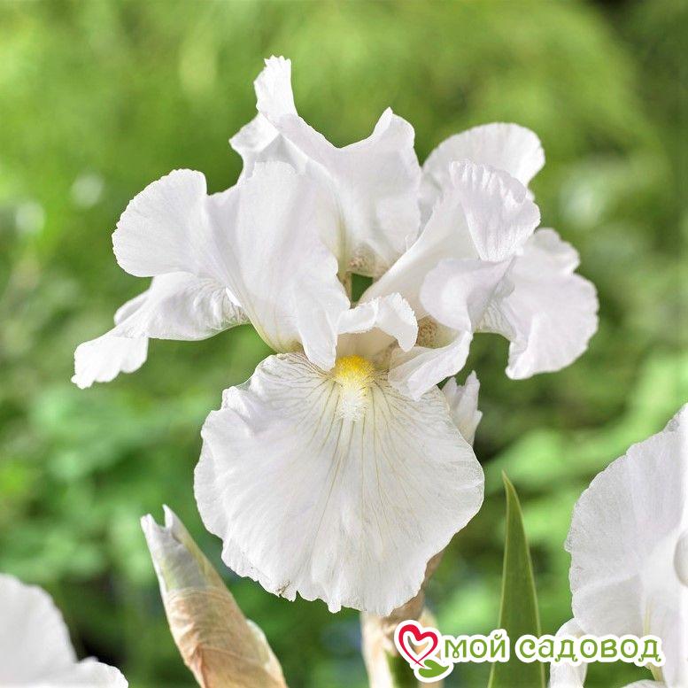 Белый белый ирис и описание, посадка и уход за цветами